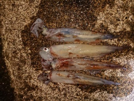 久々の複数釣果